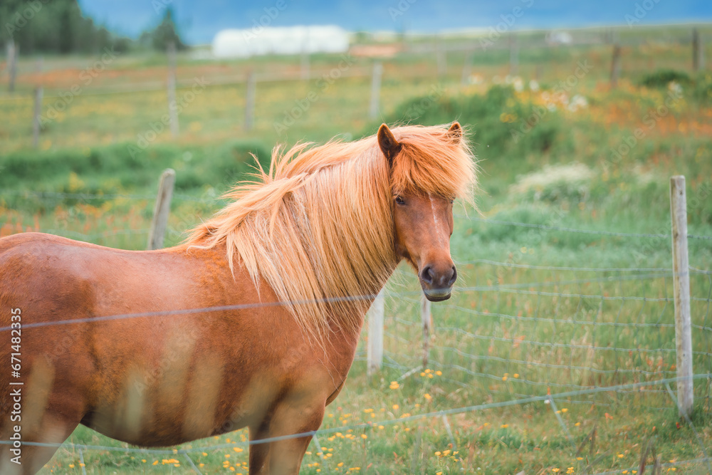 Brown adult mare horse on pasture in stallation Brown adult mare horse on pasture in stallation