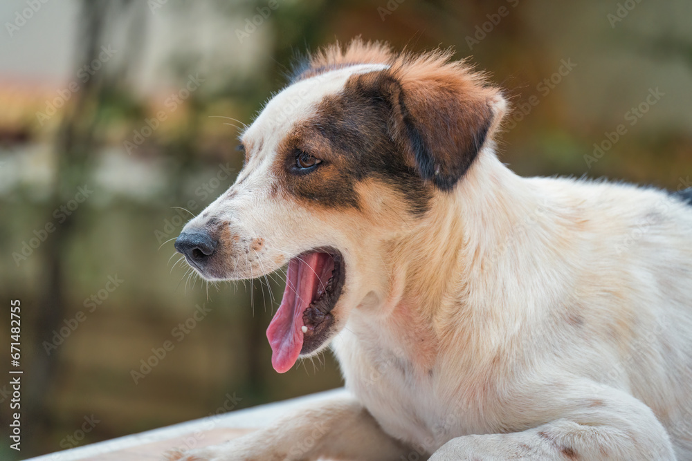 Lonely white brown stray dog lying on the floor Lonely white brown stray dog lying on the floor
