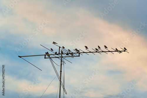 Flock of bird flying and perching on electric wire in the evening