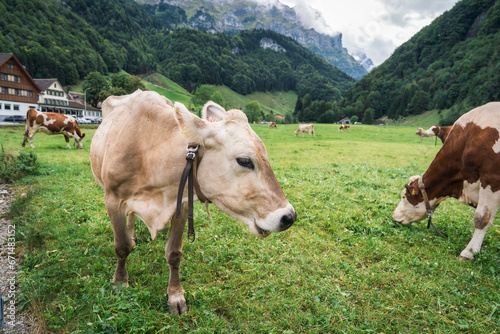 Herd of cow grazing on pasture and swiss alps in Seealpsee at Appenzell  Switzerland