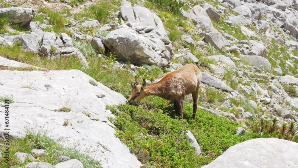A wild chamois goat is grazing in the Pirin mountains at a sunny summer day.