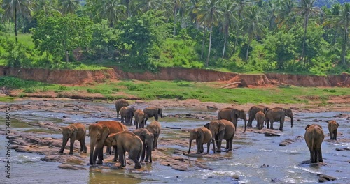 Many elephants in Sri Lanka wildlife reserve park. Travel to Pinnawala photo