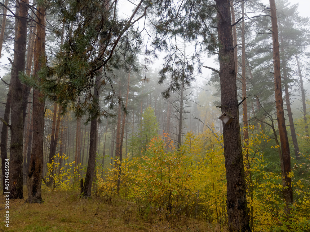 Fragment of autumn birch and pine forest in foggy morning Fragment of autumn birch and pine forest in foggy morning
