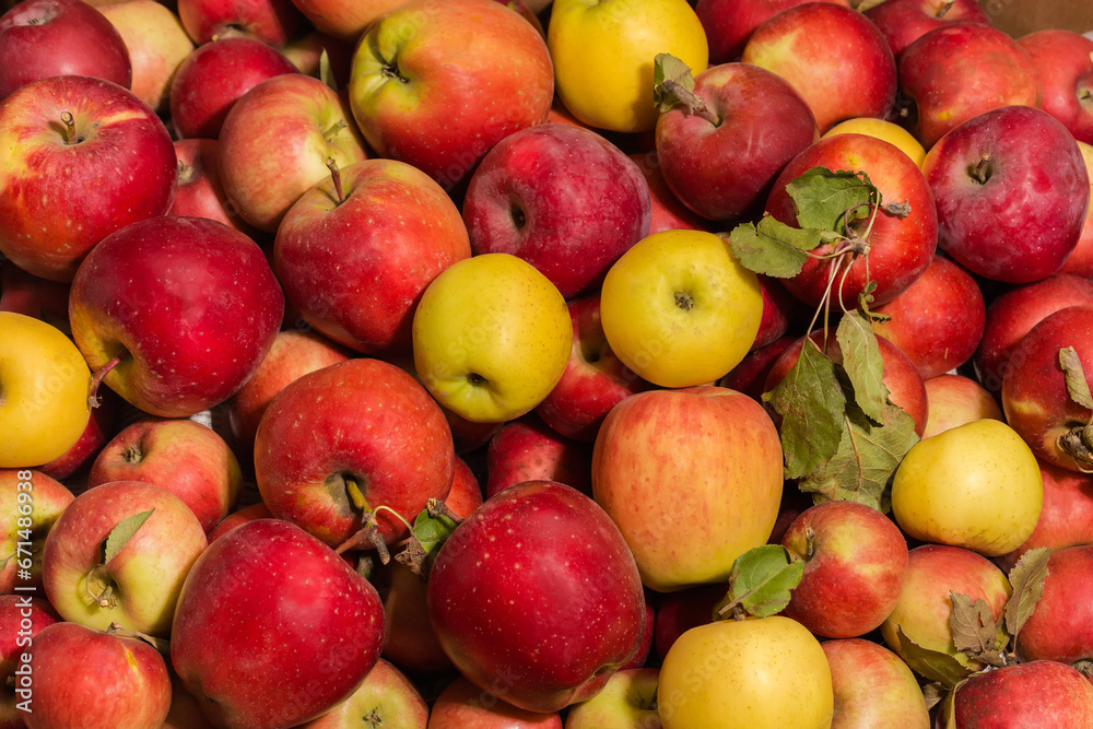 Freshly harvested different apples in container, top view close-up Freshly harvested different apples in container, top view close-up