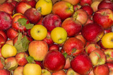 Freshly harvested different apples in container, top view close-up