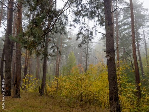 Fragment of autumn birch and pine forest in foggy morning