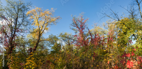 Autumn forest with trees and climbing plant with bright leaves