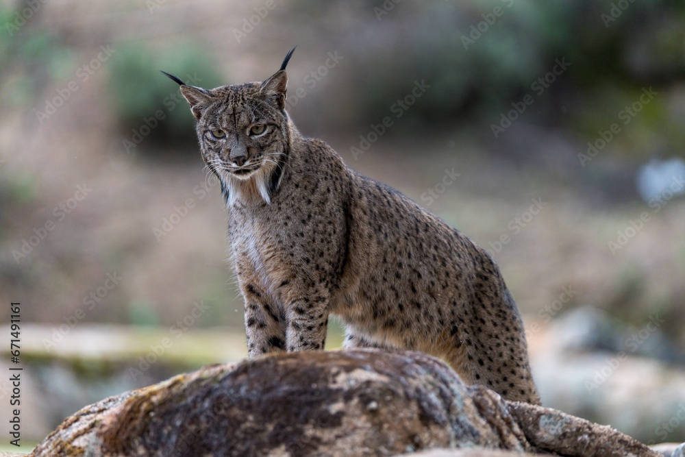 iberian lynx on the rock