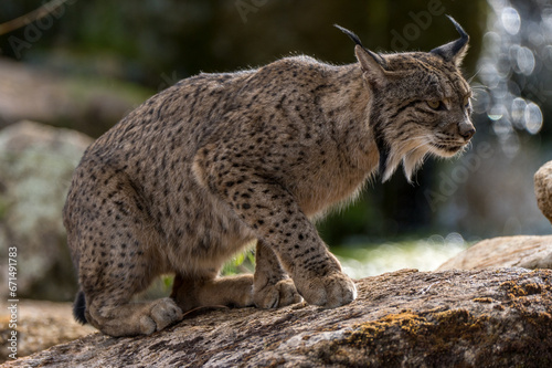 iberian lynx in the wild