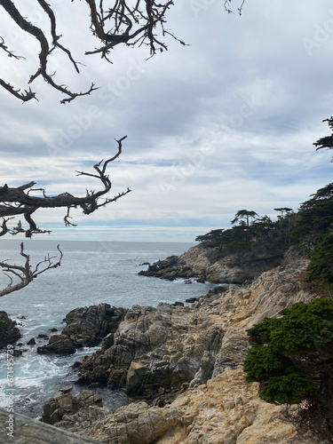 Cyprès de Lambert sur la péninsule de Monterey en Californie, Etats-Unis