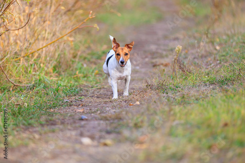 A cute Jack Russell Terrier dog runs along the path towards a man. Pet portrait with selective focus and copy space