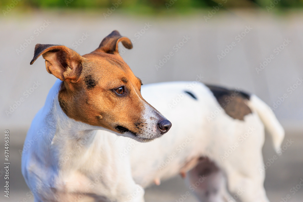 Cute Jack Russell Terrier dog on a blurred backdrop of an urban environment. Pet portrait with selective focus Cute Jack Russell Terrier dog on a blurred backdrop of an urban environment. Pet portrait with selective focus