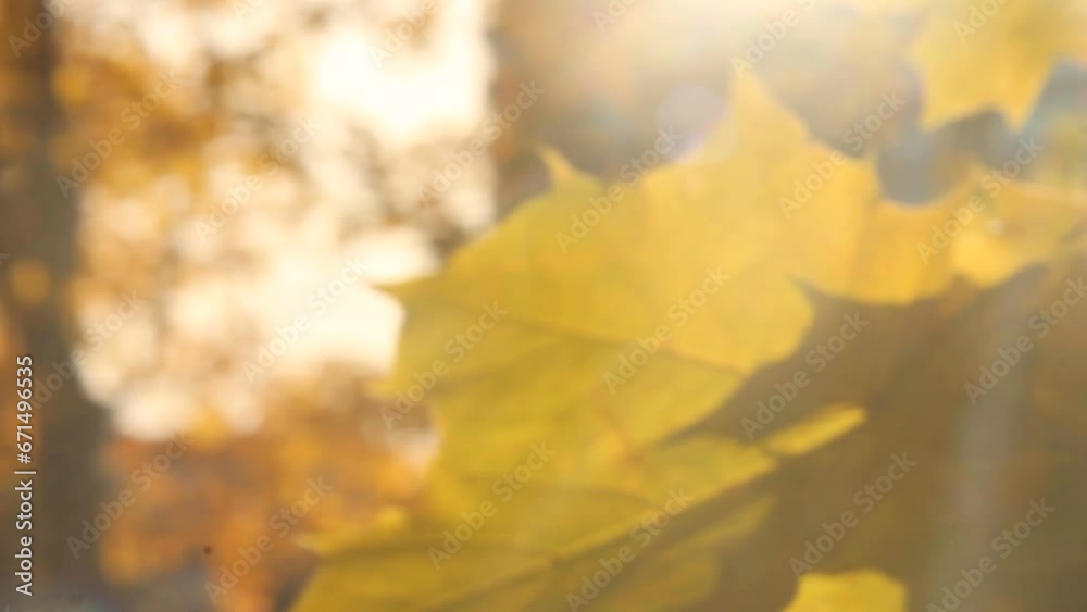 Autumn yellow leaves on a maple tree and the sun's rays shining through them. Close up of maple tree