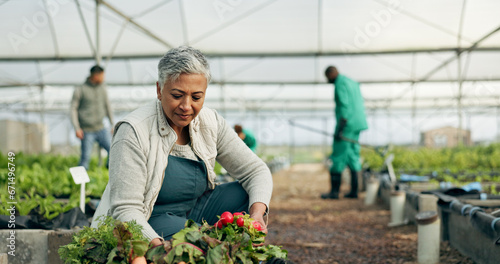 Mature woman, greenhouse and planting with work and agriculture with a smile of farmer. Sustainability, plants and garden soil with agro career and farming with produce and growth inspection