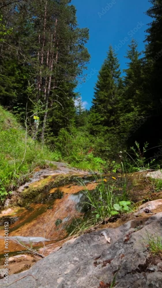 Small stream in the mountains surrounded by trees Small stream in the mountains surrounded by trees