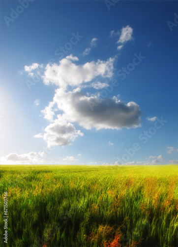 A green field with clouds in a blue sky background. Empty nature landscape of a wild grass meadow growing in spring season. Yellow and orange color grassland with sunshine and cloudscape copy space