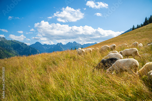 Rusinowa Glade  a serene spot in Tatra National Park  comes alive in summer. A local highlander herds sheep amidst the stunning vistas  offering an authentic glimpse into the region s traditions.