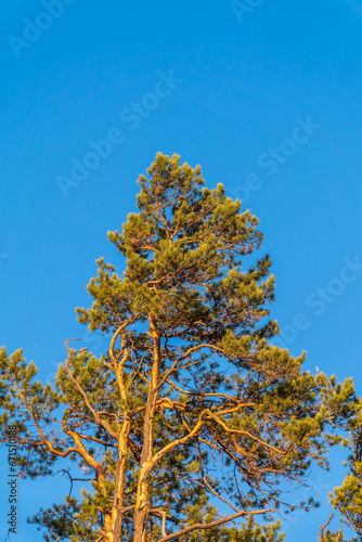 Green pine tree with long needles on a background of blue sky. Freshness, nature, concept. © Dmitrii Potashkin