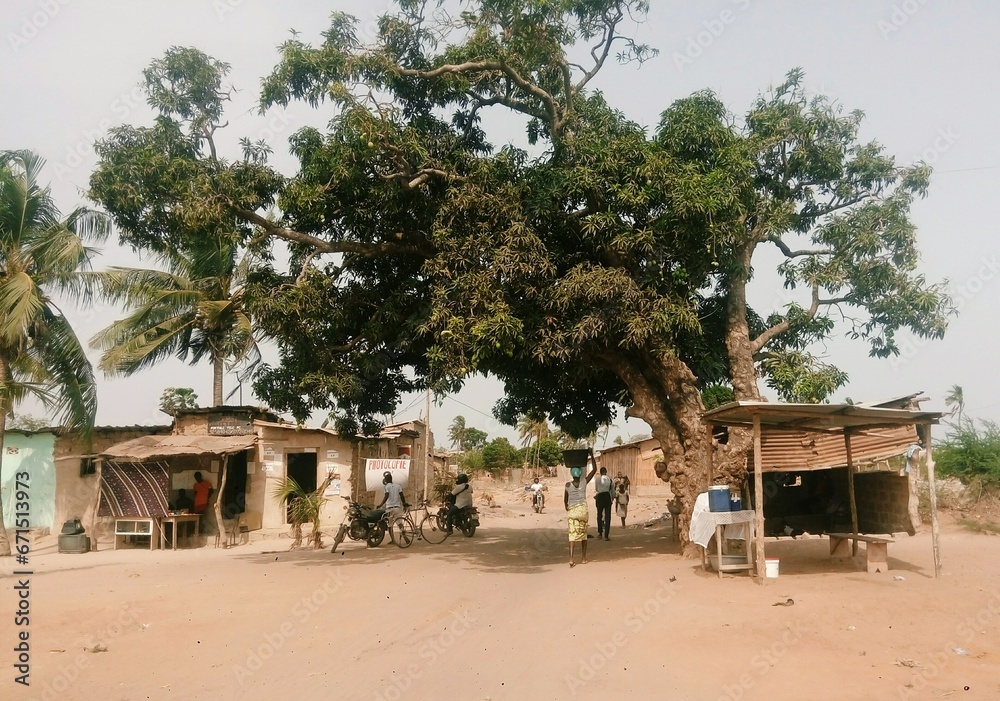 mango trees in Africa
