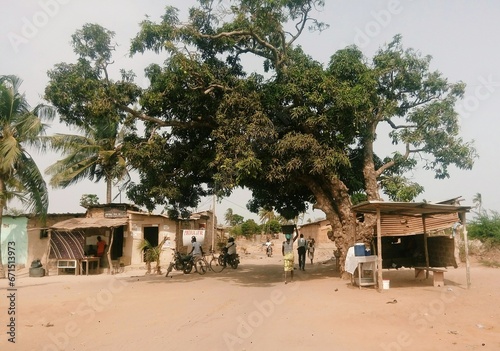 mango trees in Africa 