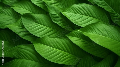 closeup nature view of green leaf and palms background