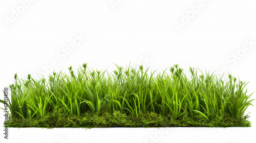 Panoramic view of overgrown green Isolated on white background