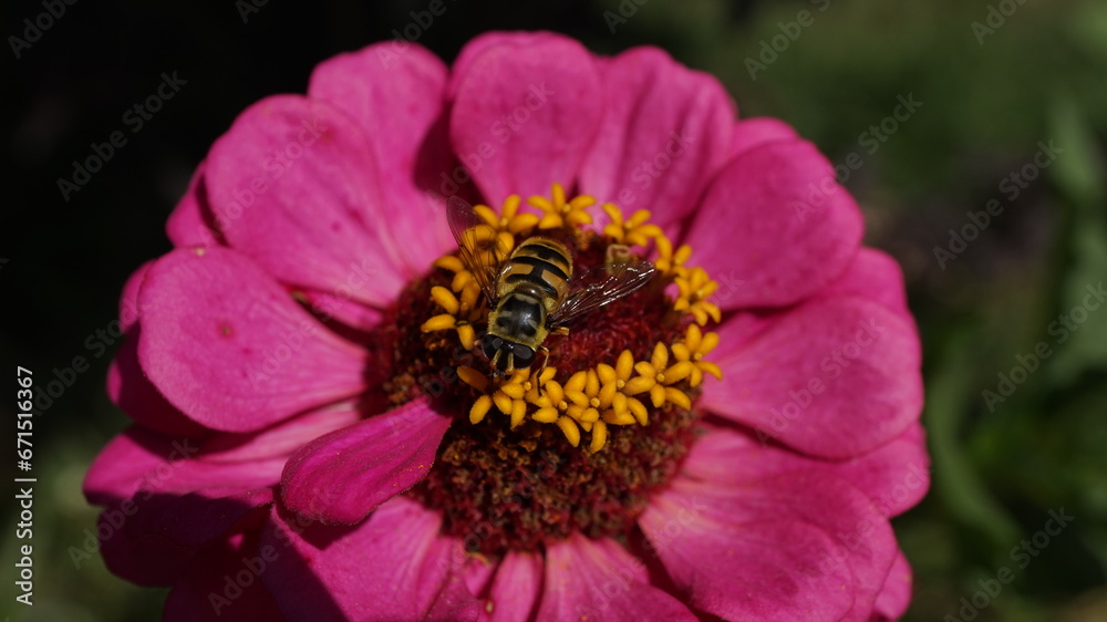 bee on a flower