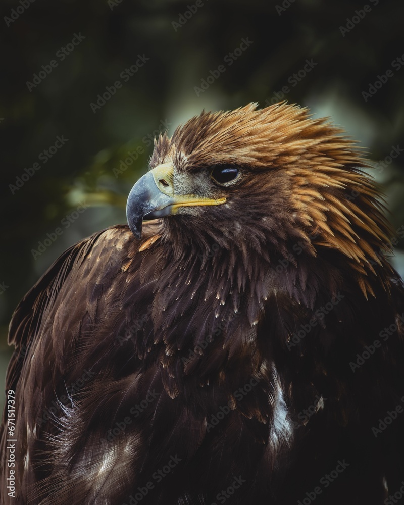 Obraz premium Closeup of a hawk perched on a branch