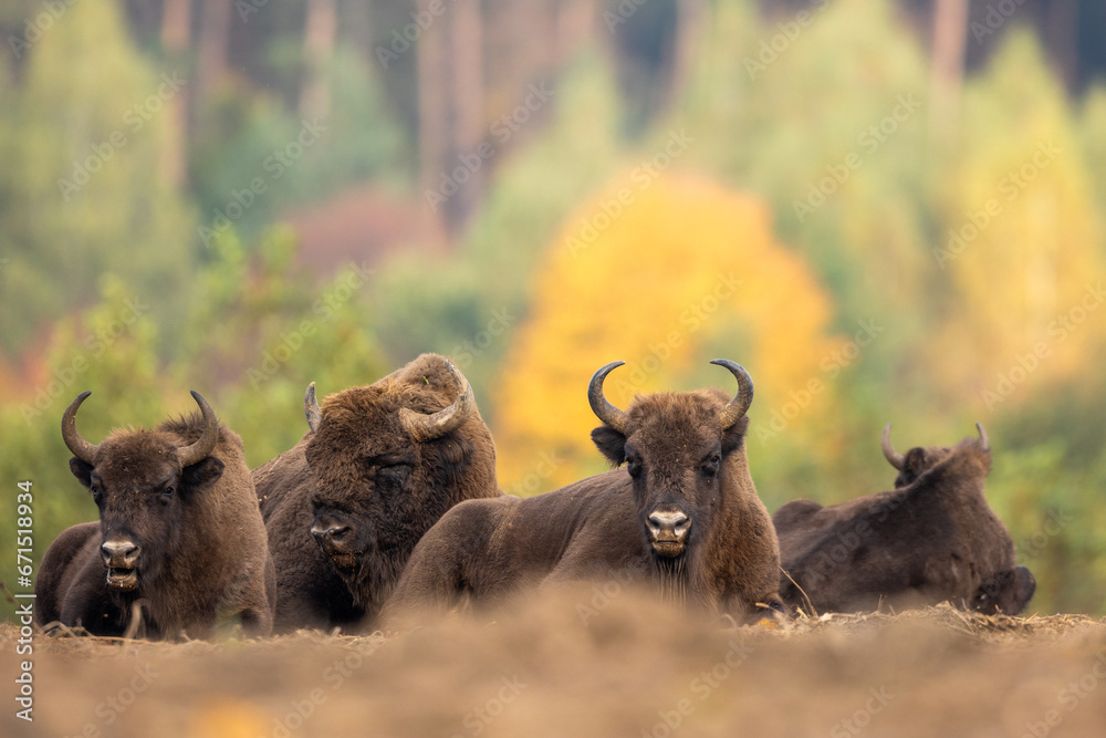 Fototapeta premium European bison - Bison bonasus in the Knyszyńska Forest (Poland)