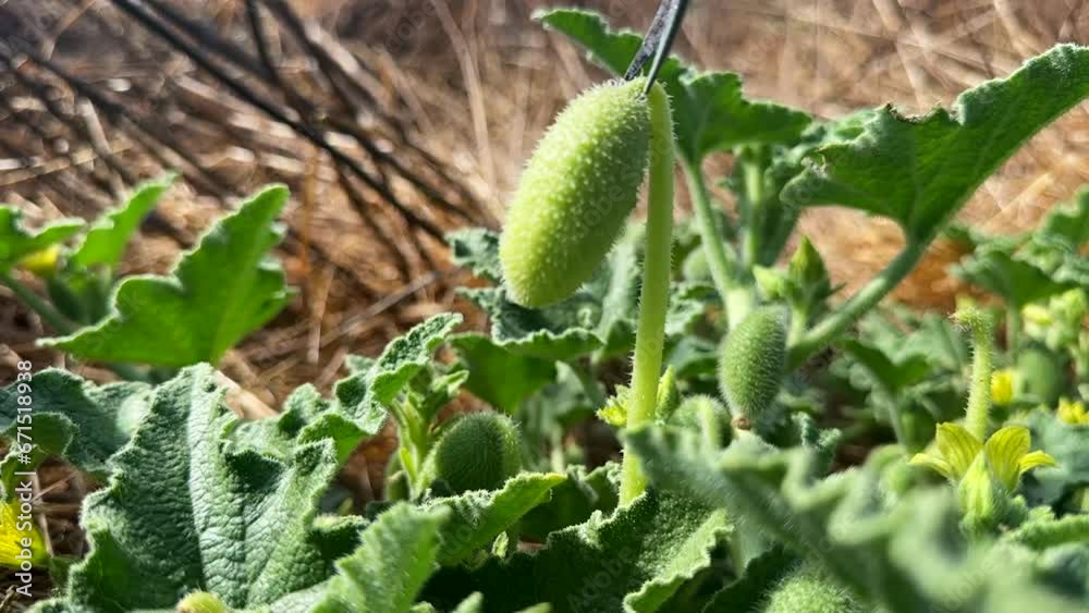 Gushing cucumber is a medicinal plant with its bitter juice