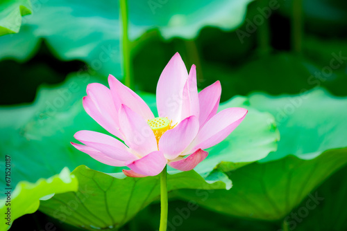Lotus blooming in summer  in northern China