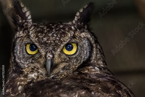 Detailed view of an owl, expressive and colorful, clear and expressive eyes, blurred background