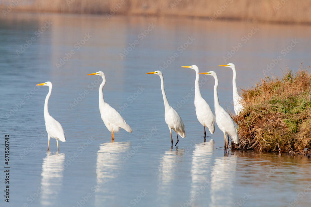 Obraz premium great egret, ardea alba, white heron, adult great egret, juvenile great egret, flying great egret, standing great egret, hunting great egret, flying birds, birds flying, birds soaring, birds gliding, 