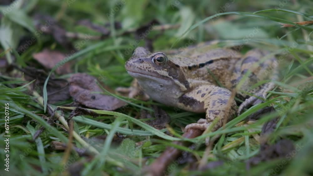 50fps. European common frog in UK garden setting. 50fps. European common frog in UK garden setting.