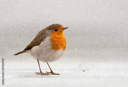 Close-up of a European Robin (Erithacus rubecula) standing in the snow, Jersey, Channel Islands photo