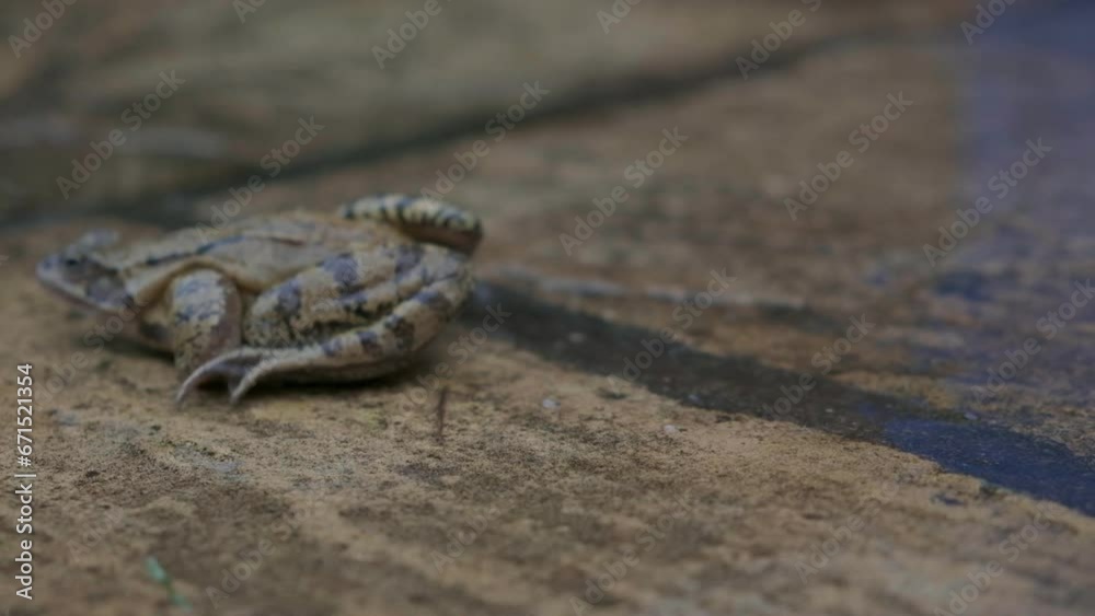 50fps. European common frog in UK garden setting. Jumps left. 50fps. European common frog in UK garden setting. Jumps left.