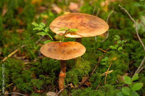 Mushrooms in the forest