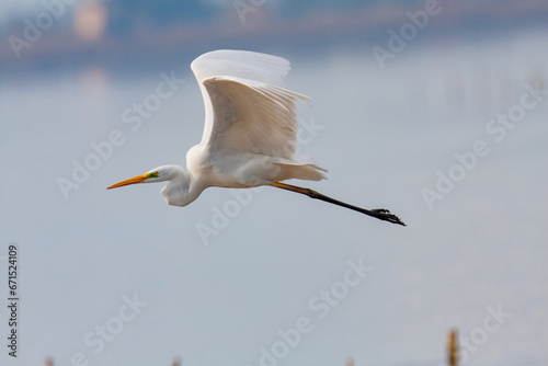 great egret, ardea alba, white heron, adult great egret, juvenile great egret, flying great egret, standing great egret, hunting great egret, flying birds, birds flying, birds soaring, birds gliding, 