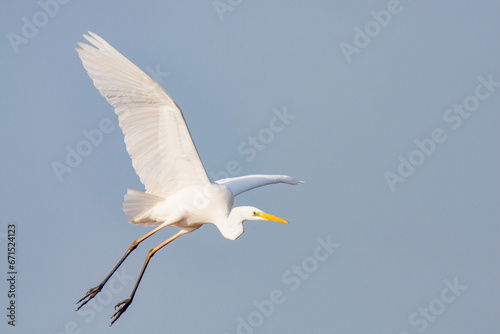 great egret, ardea alba, white heron, adult great egret, juvenile great egret, flying great egret, standing great egret, hunting great egret, flying birds, birds flying, birds soaring, birds gliding, 