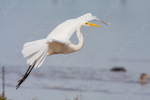 great egret, ardea alba, white heron, adult great egret, juvenile great egret, flying great egret, standing great egret, hunting great egret, flying birds, birds flying, birds soaring, birds gliding, 