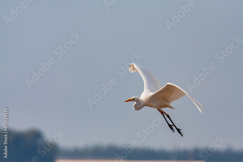 great egret, ardea alba, white heron, adult great egret, juvenile great egret, flying great egret, standing great egret, hunting great egret, flying birds, birds flying, birds soaring, birds gliding, 