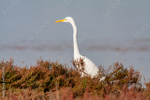 great egret, ardea alba, white heron, adult great egret, juvenile great egret, flying great egret, standing great egret, hunting great egret, flying birds, birds flying, birds soaring, birds gliding, 