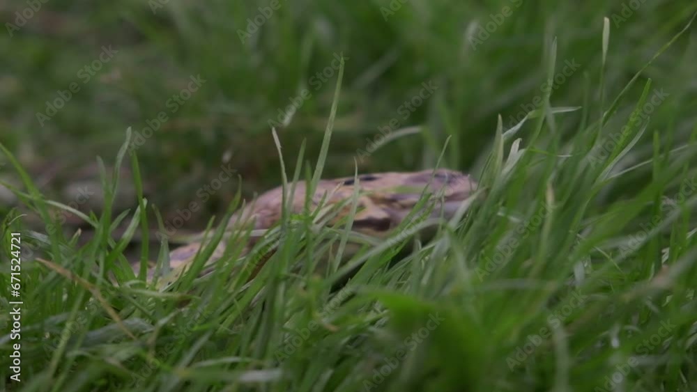 125fps slow motion. European common frog in UK garden setting. 125fps slow motion. European common frog in UK garden setting.
