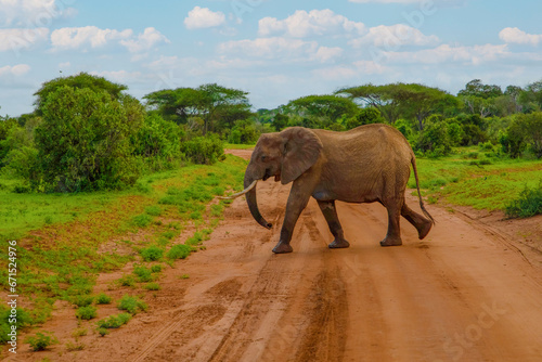 Big elephant crossing the brown sand road in bush