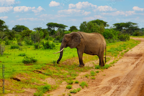 Big elephant crossing the brown sand road in bush