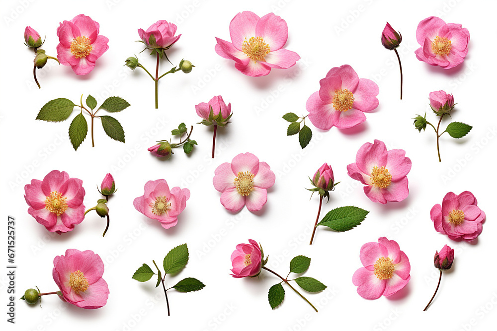 Set of pink roses flowers, bud and leaf isolated on white background, garden design elements Top view Flat lay 