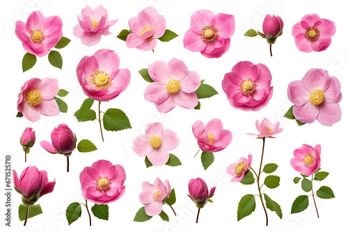 Set of pink roses flowers  bud and leaf isolated on white background  garden design elements Top view Flat lay 