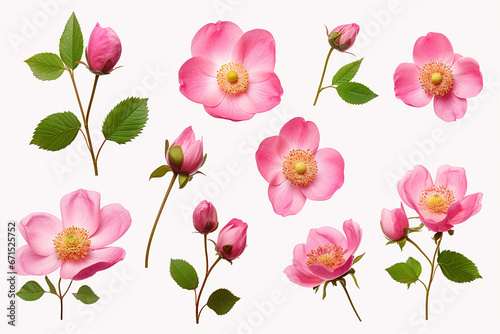 Set of pink roses flowers, bud and leaf isolated on white background, garden design elements Top view Flat lay  photo