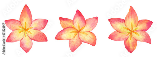 Watercolor Zephyranthes flower set, Orange Rain Lily flower, Chinda Zephyranthes illustration