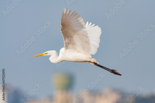 snowy egret in flight